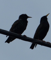 European Starling silhouette